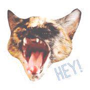 NAC Cats!