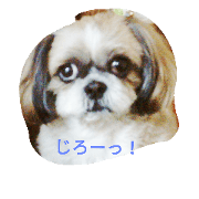 momo no stamp