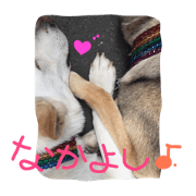 Germanshepherd