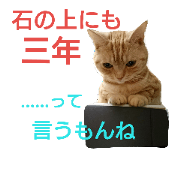 anzu cat 2