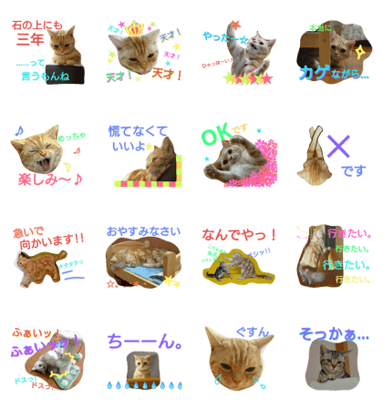 anzu cat 2