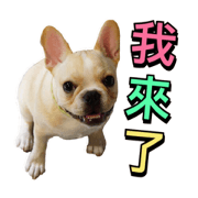 DOG BUPI