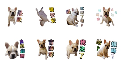DOG BUPI