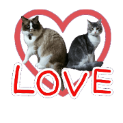 everyday Cats two
