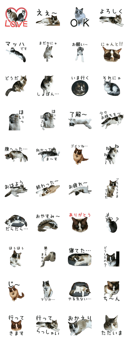 everyday Cats two