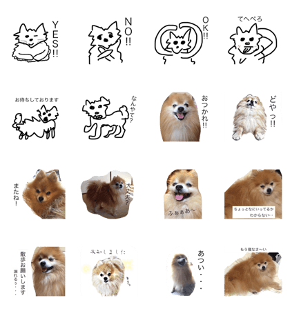 Pomeranian happy2