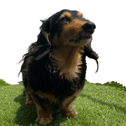Sticker of a Dachshund difficult to use