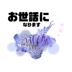 くらげ、お魚スタンプ