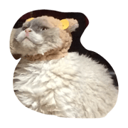 selkirk-rex.rody