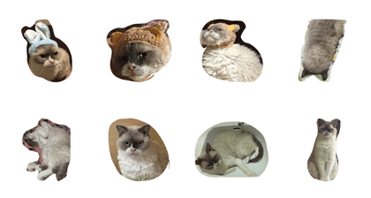selkirk-rex.rody