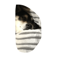 hibakenchan
