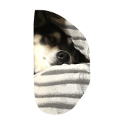 hibakenchan