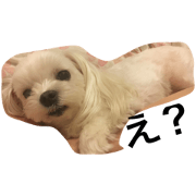 hachicocodai
