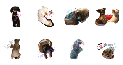 dog heart