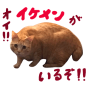 mugi mogu cat set
