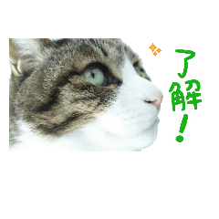 猫スタンプ(たいちゃん３)