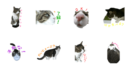 Cat sticker(Taichan 3)