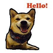 Chai dog SUN
