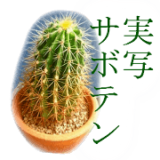 Real Cuctus