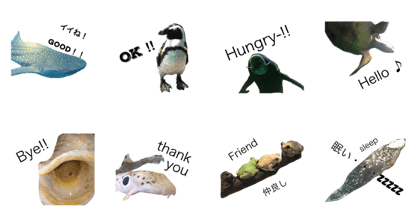 animal  aquarium