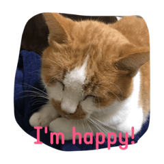 "Cosmo", the happy cat