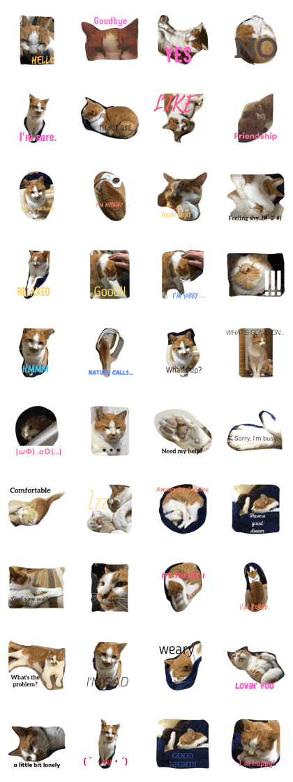 "Cosmo", the happy cat