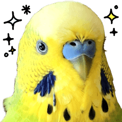 インコの王子様 Big Line スタンプ Line Store インコの王子様 Big Line スタンプ Line Store