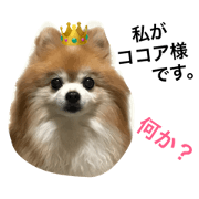 pomeranian COCOA's STAMP