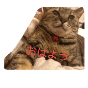chappy the cat