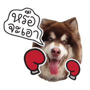 One Face Fuku
