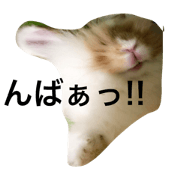 FUKU USAGI 2