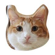 9cats!