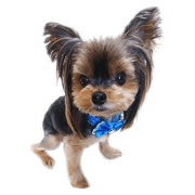 Yorkshireterrier's Sticker