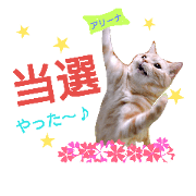 anzu cat Concert
