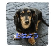 Mydog,choco.