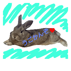 momitanRabbit