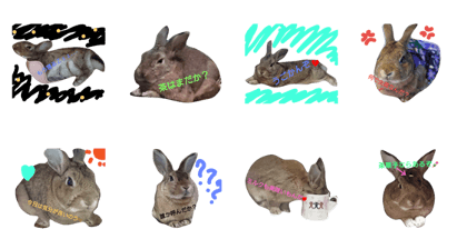 momitanRabbit
