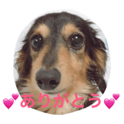 Ren of the miniature dachshund