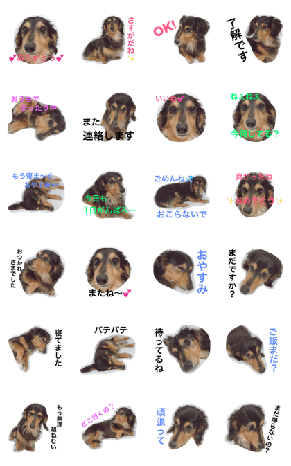 Ren of the miniature dachshund
