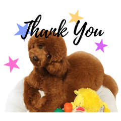 toy poodle SALLY part.1