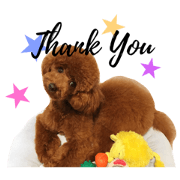 toy poodle SALLY part.1