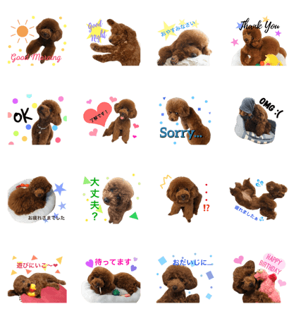 toy poodle SALLY part.1