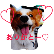 BIG papillon sasuke