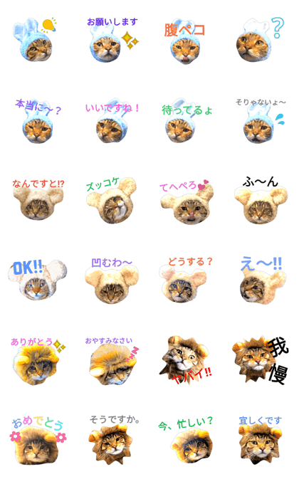 cat name is maro animal version
