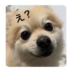 ringo_20210405222051