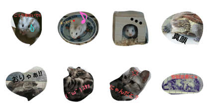 feeling of cute animals