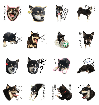 black shiba dog "shishi-maru"