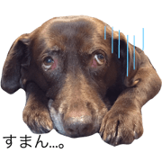 Funny choco lab
