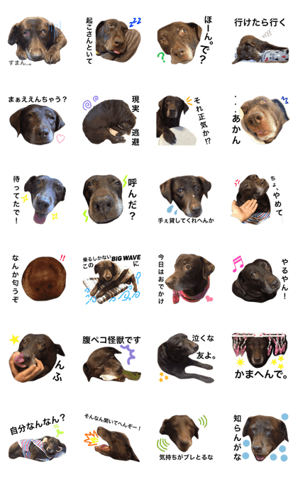 Funny choco lab