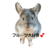 cutechinchilla